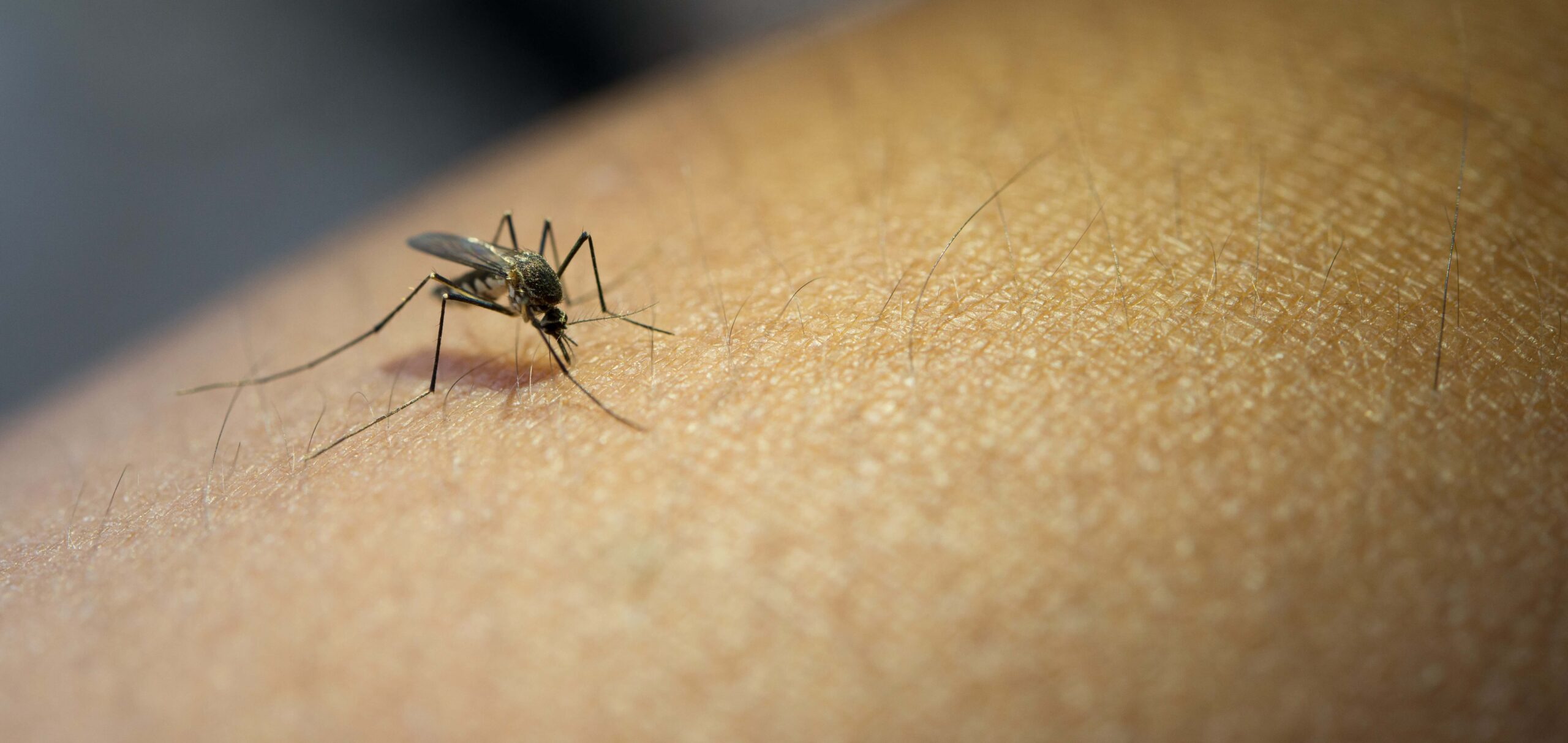 Dengue: o que é, sintomas e tratamento